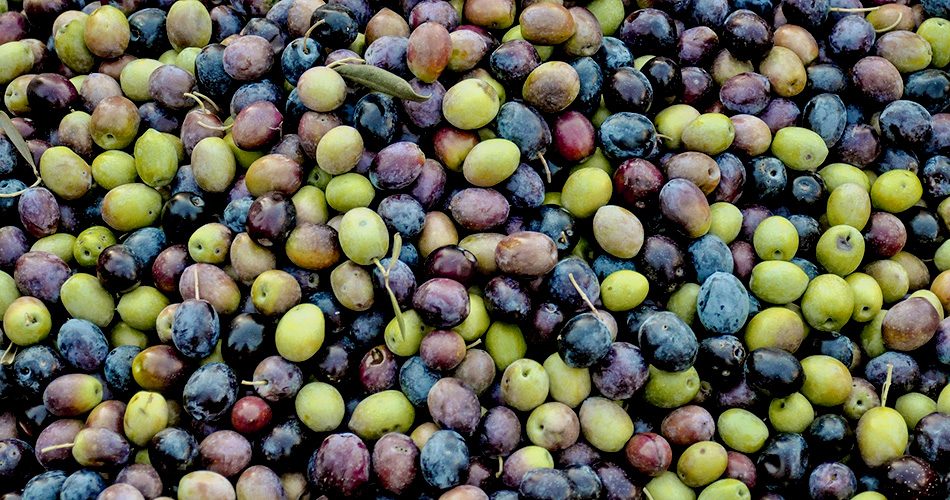 olive meccanofrutta